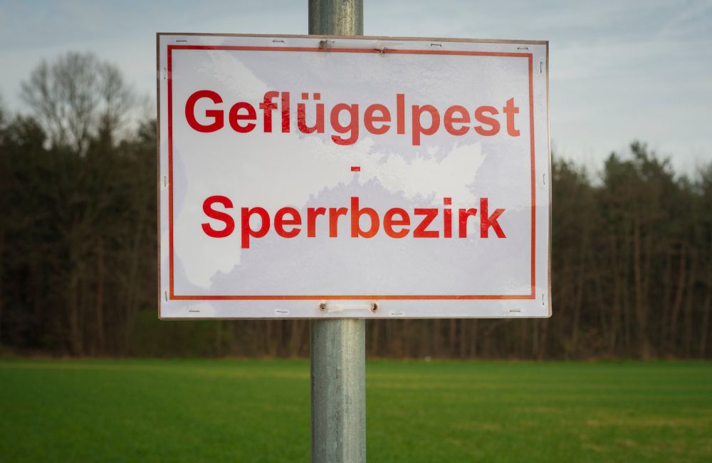 Geflügelpest im Vogelsbergkreis